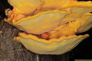 Svavelticka, Laetiporus sulphureus